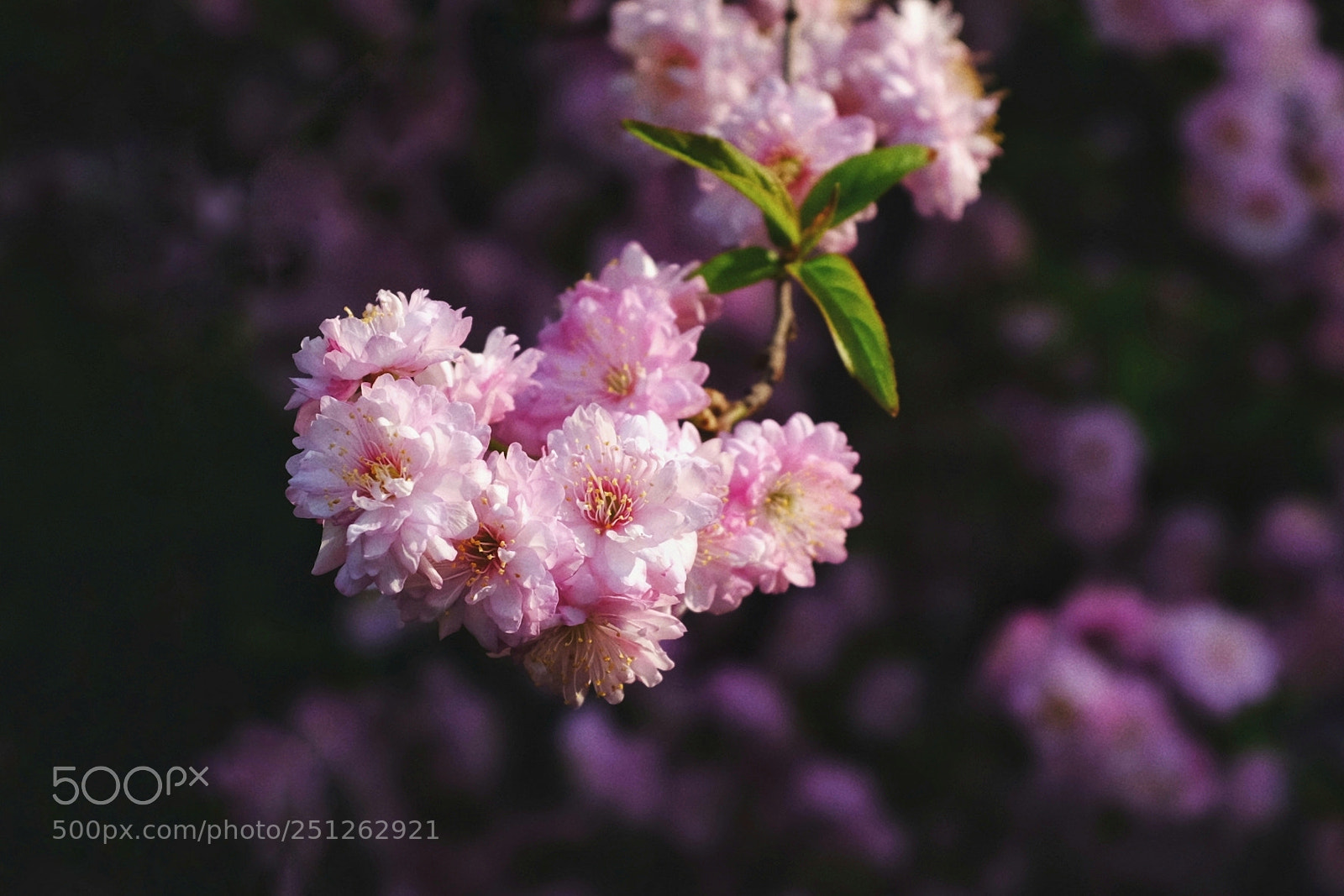 Fujifilm X100F sample photo. Untitled photography