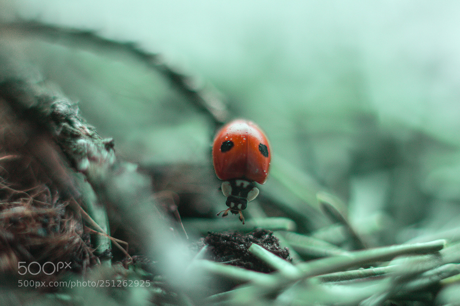 Canon EOS 50D sample photo. Божья коровка / ladybug photography
