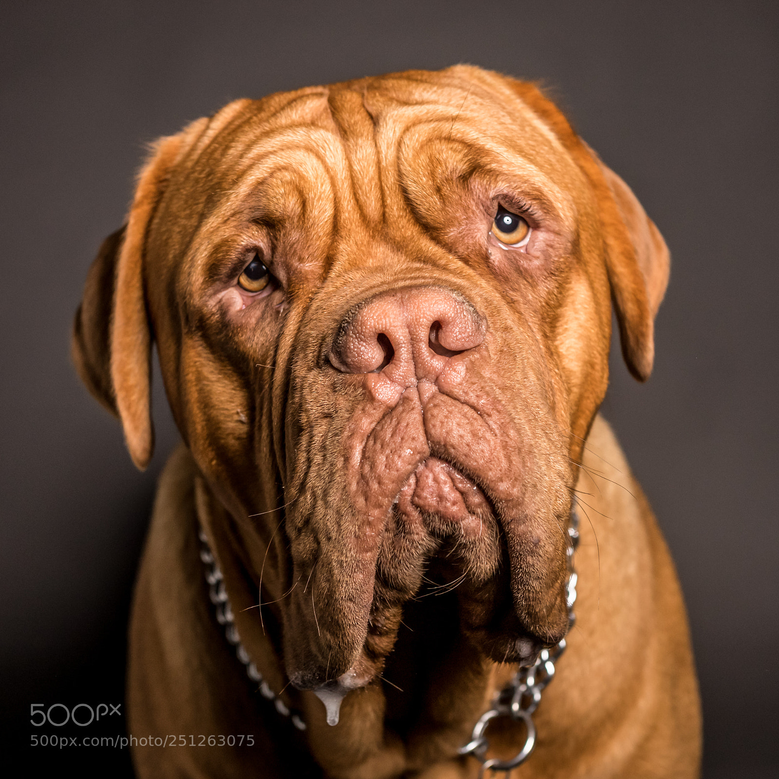 Canon EOS 6D Mark II sample photo. Close-up of dogue de photography