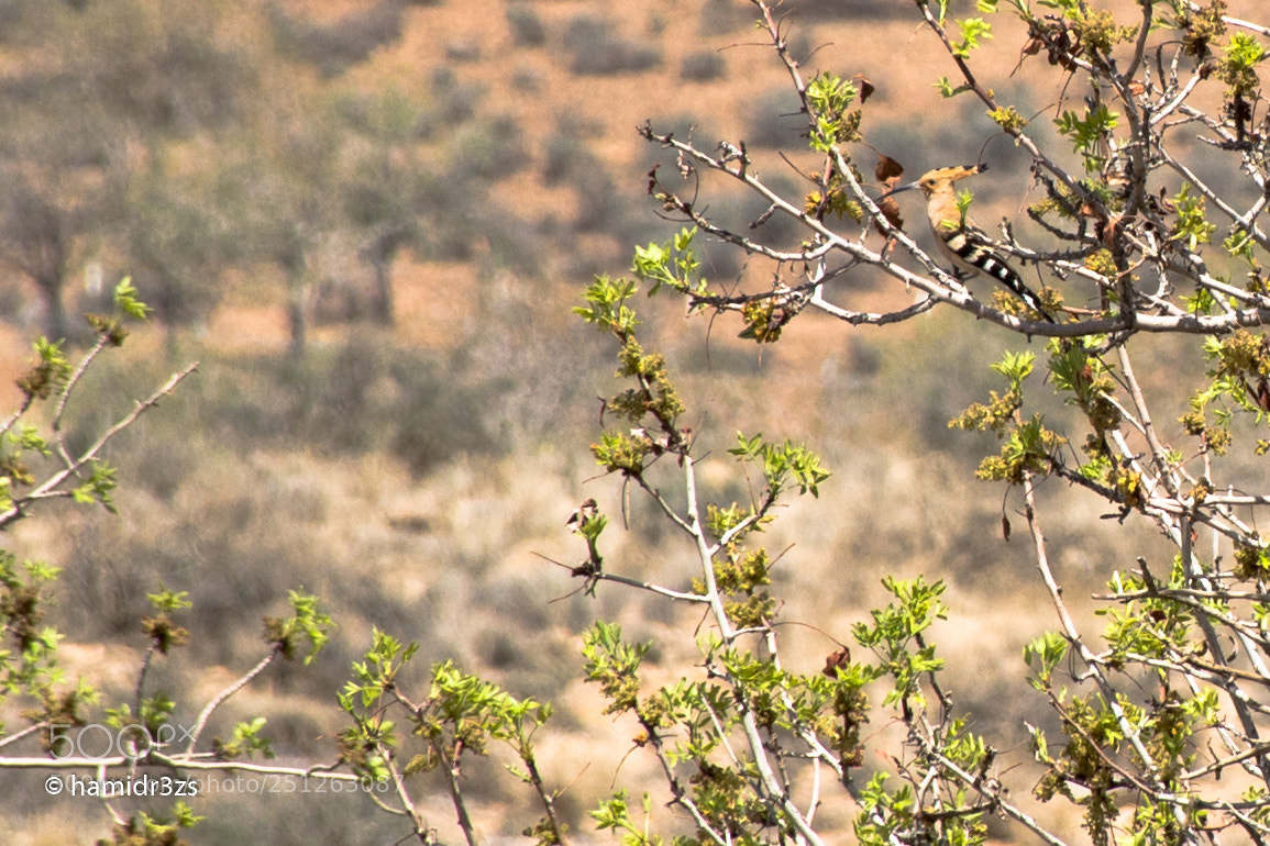 Nikon D7200 sample photo. Hoopoe photography