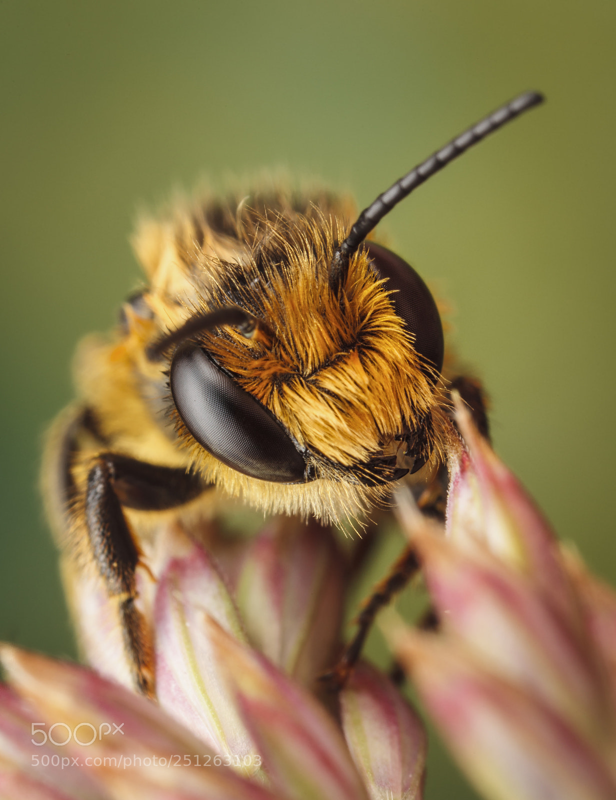Canon EOS 5D Mark II sample photo. Red mason bee photography