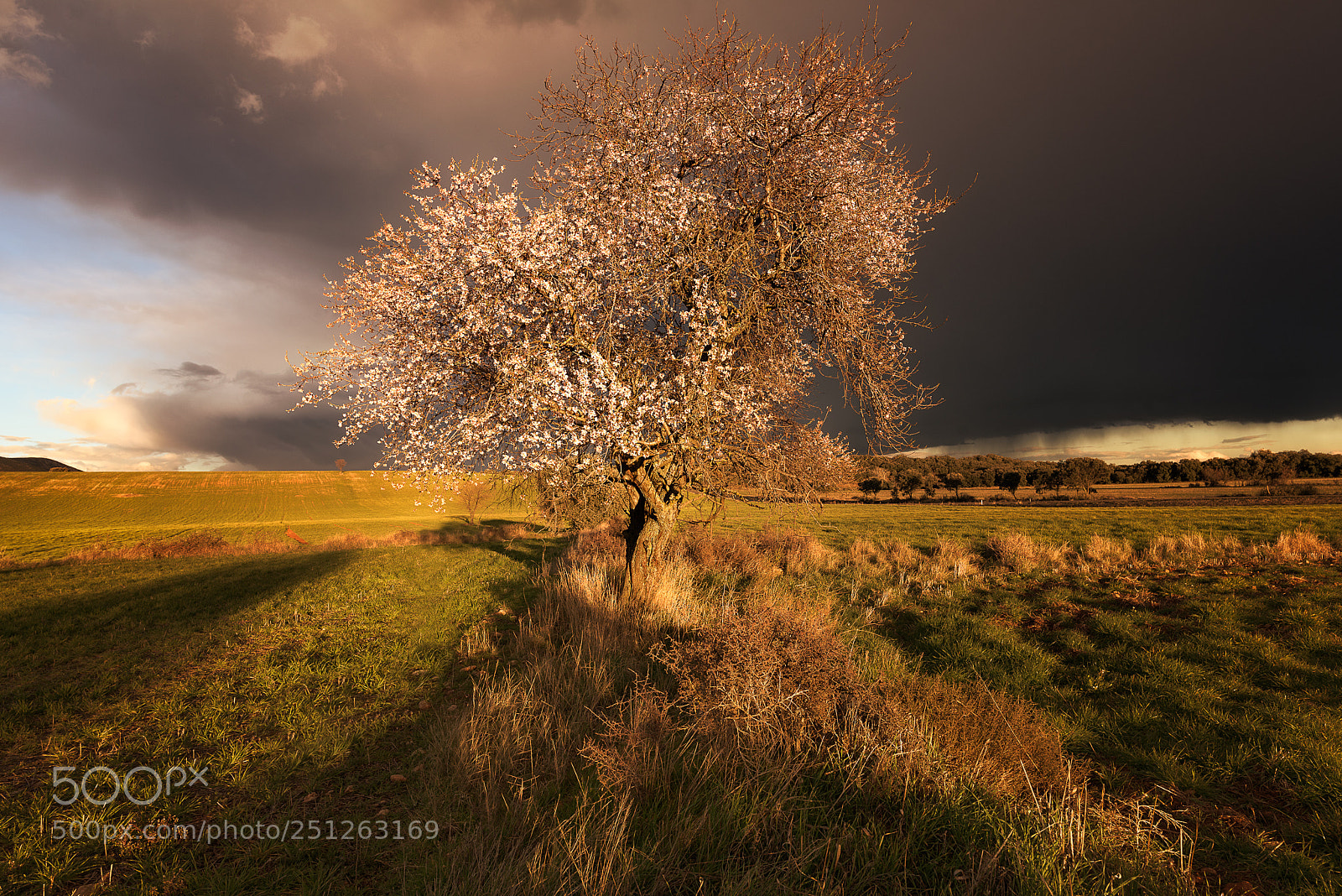 Nikon D810 sample photo. Almond tree and storm photography
