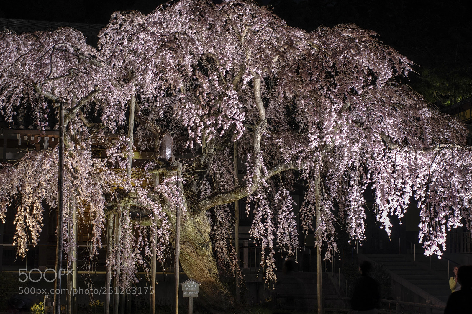 Pentax K-3 II sample photo. Weeping cherry tree at photography