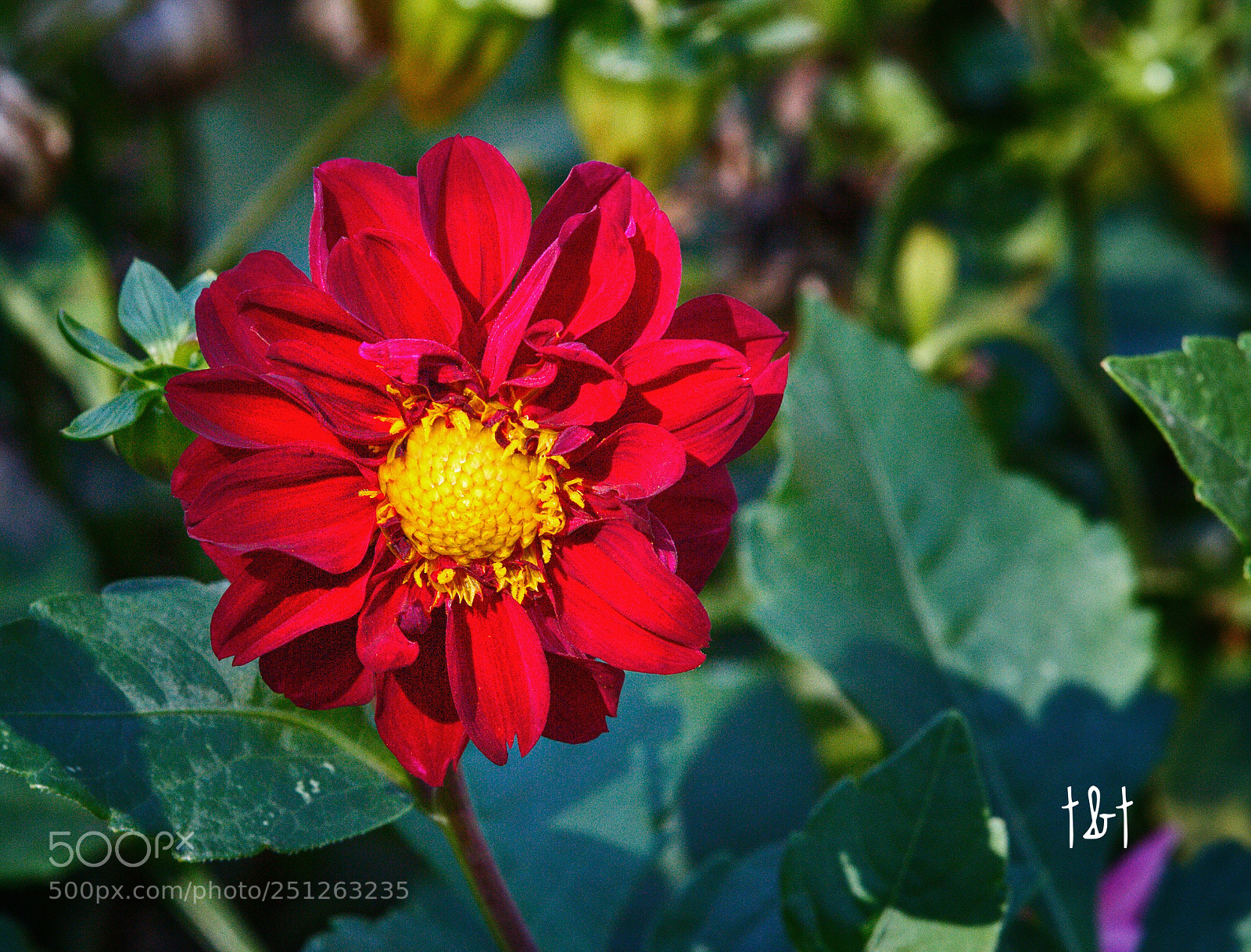 Canon EOS 7D sample photo. Untitled photography