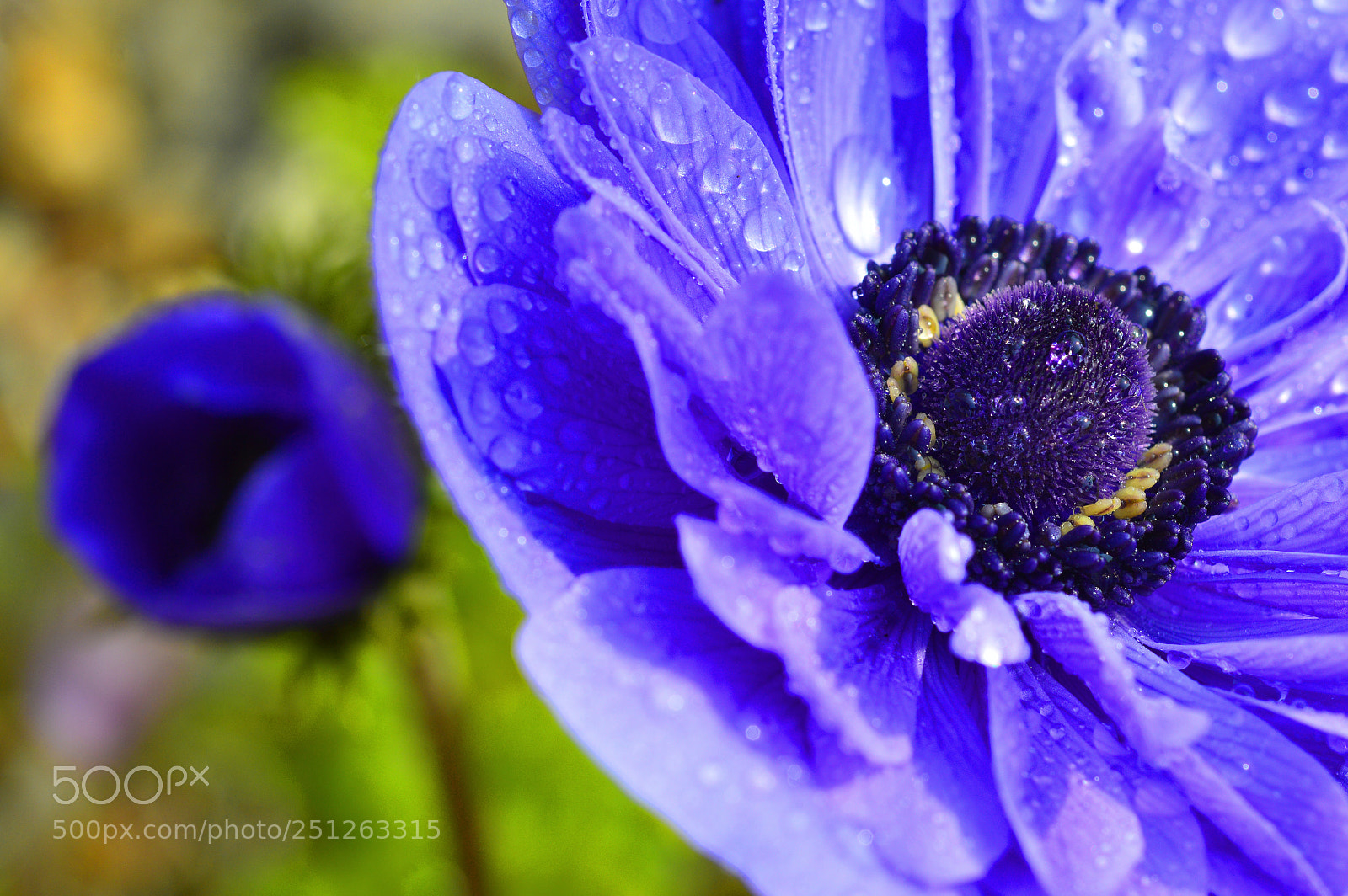 Nikon D3200 sample photo. Pretty blue......macro photography