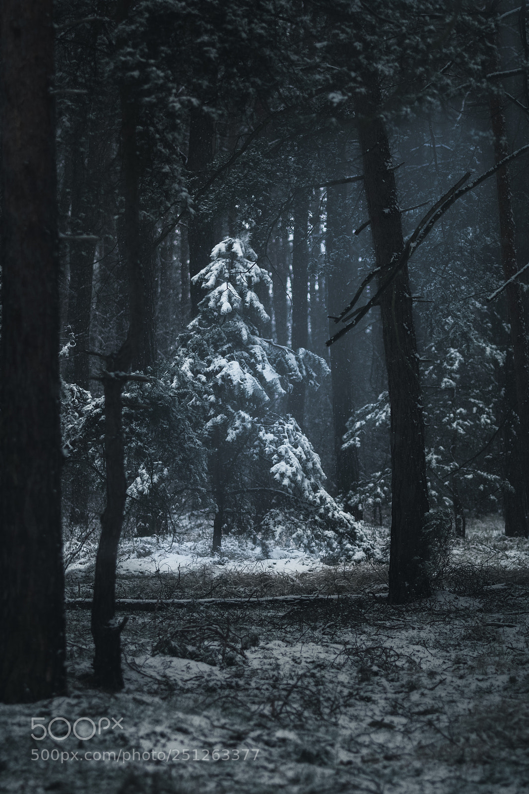 Canon EOS 70D sample photo. Moody forest photography