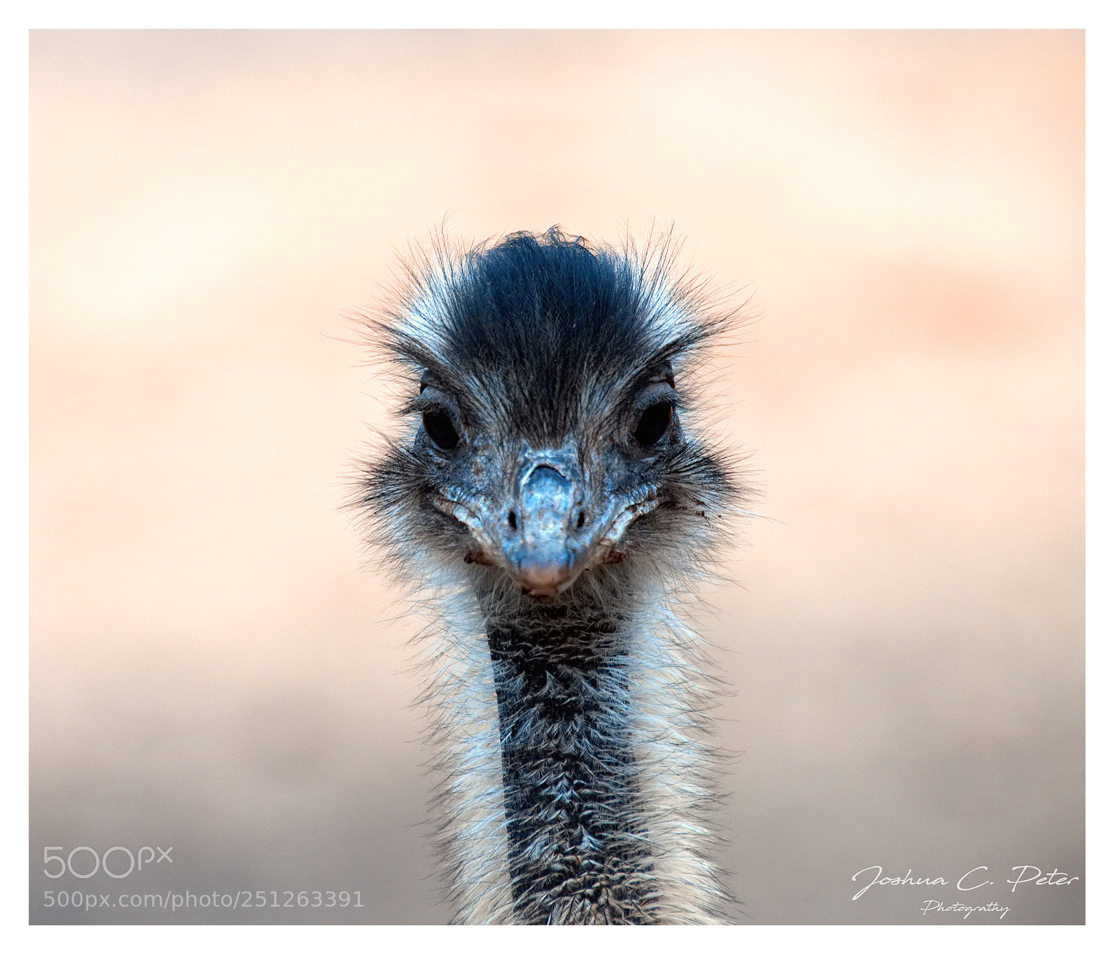 Canon EOS 6D Mark II sample photo. Looks of an ostrich photography