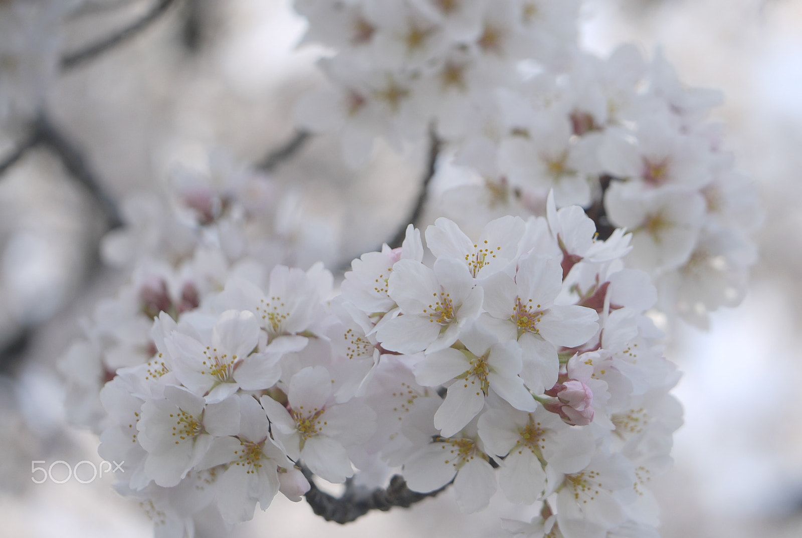 Panasonic Lumix DMC-GF1 sample photo. Sakura photography