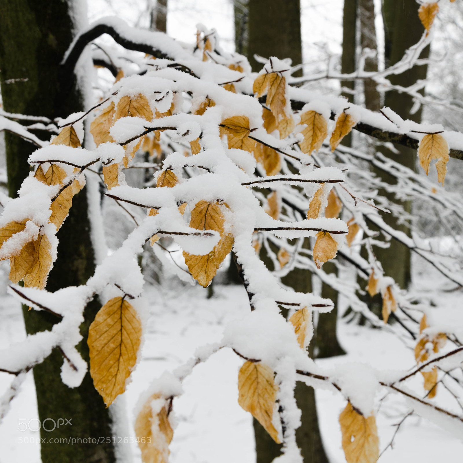 Nikon D7000 sample photo. Snowy leaves photography