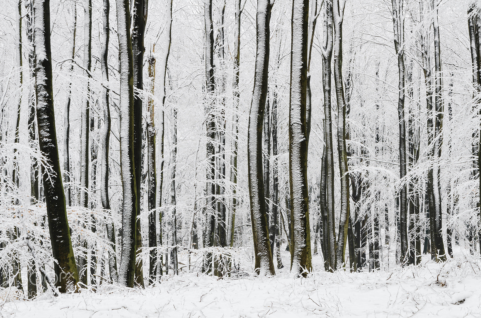 Nikon D7000 sample photo. Winter forest photography