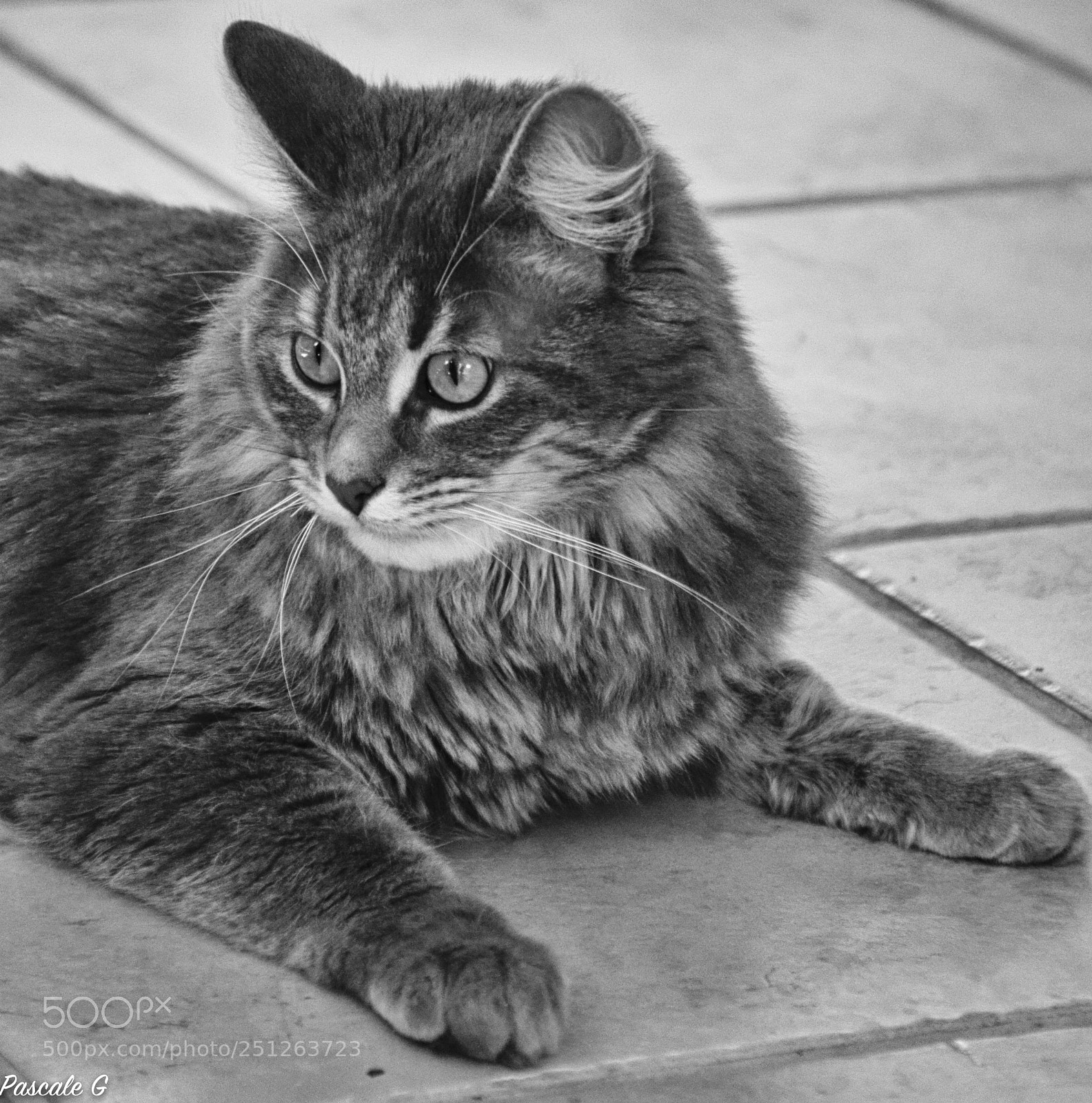 Nikon D5100 sample photo. Molière photography