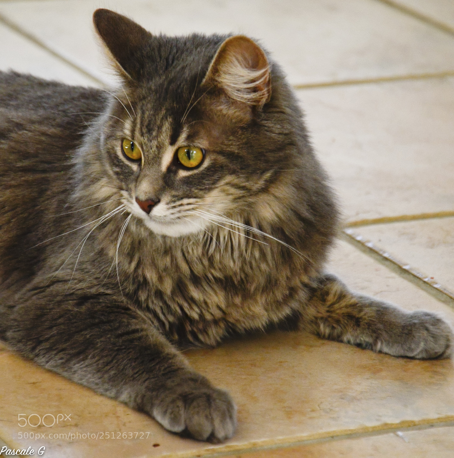 Nikon D5100 sample photo. Molière photography