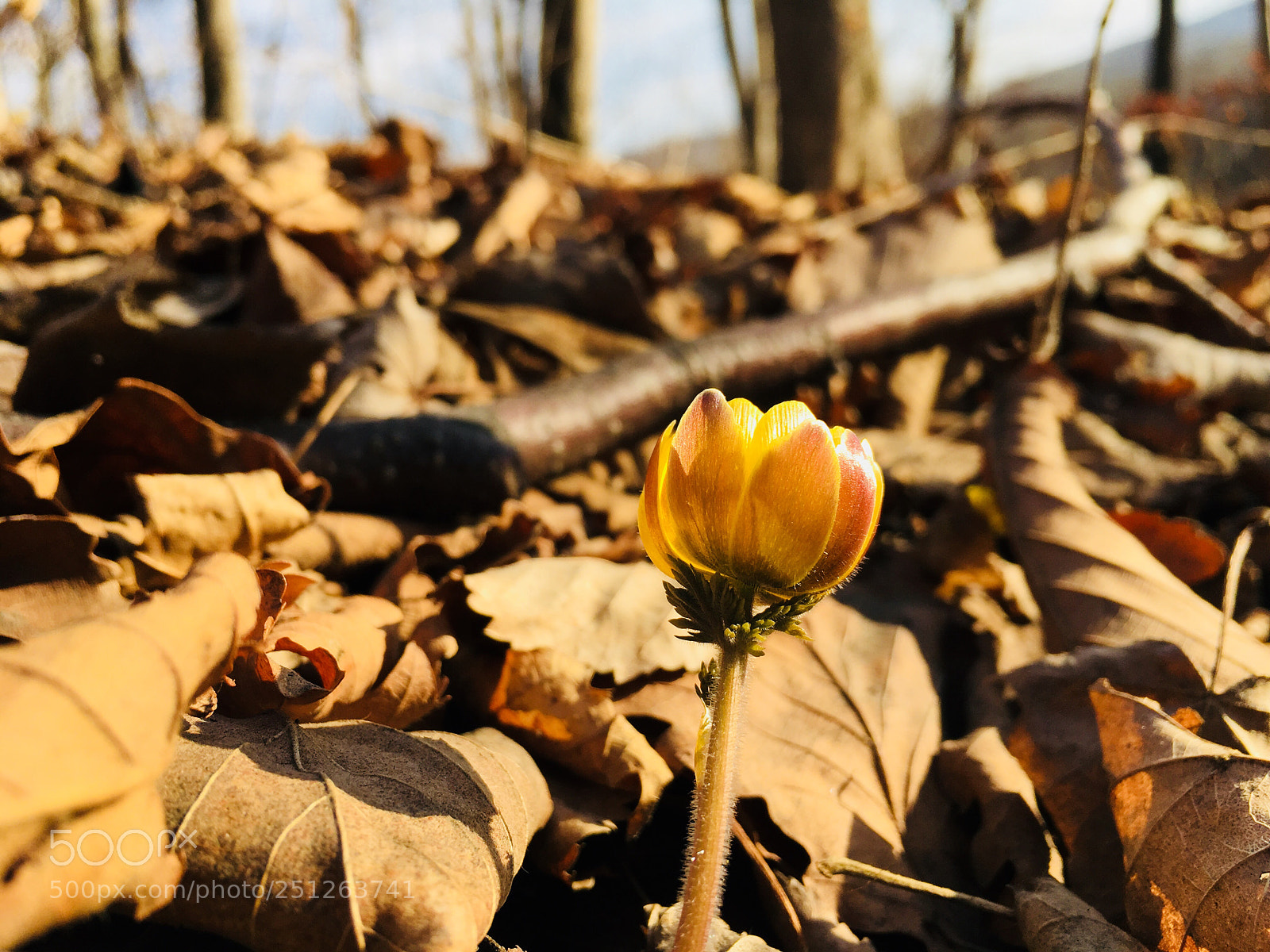 Apple iPhone 6s sample photo. Spring photography