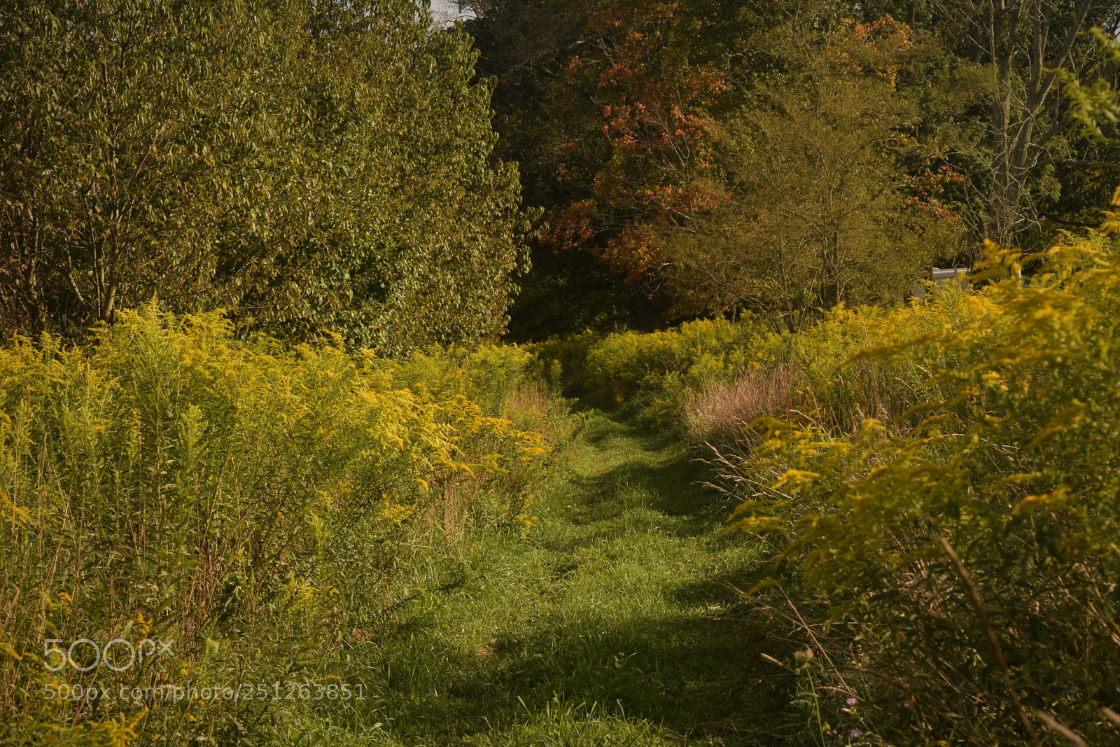 Nikon D3300 sample photo. Through the goldenrod photography