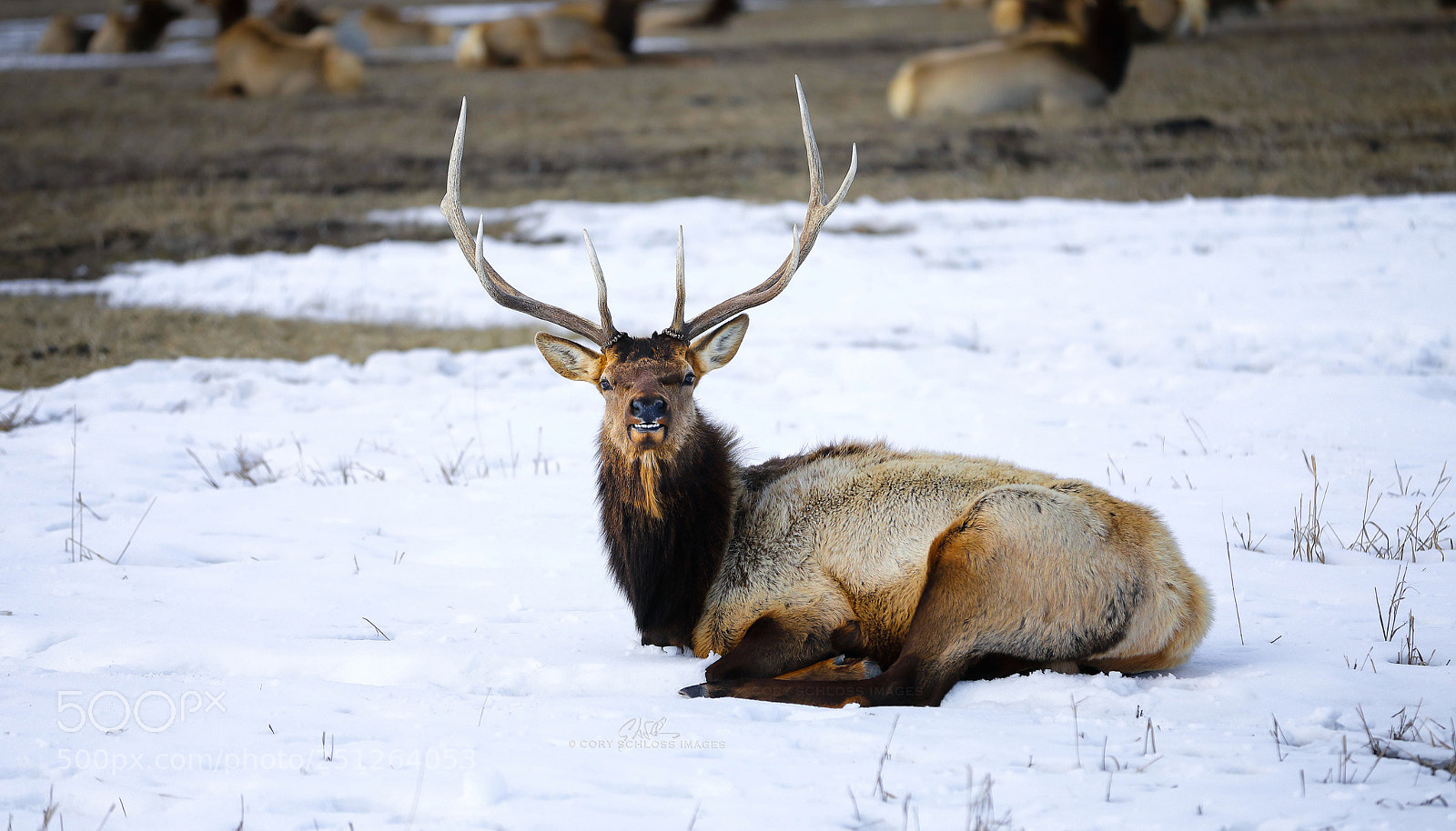 Canon EOS 5D Mark IV sample photo. Into the wild photography