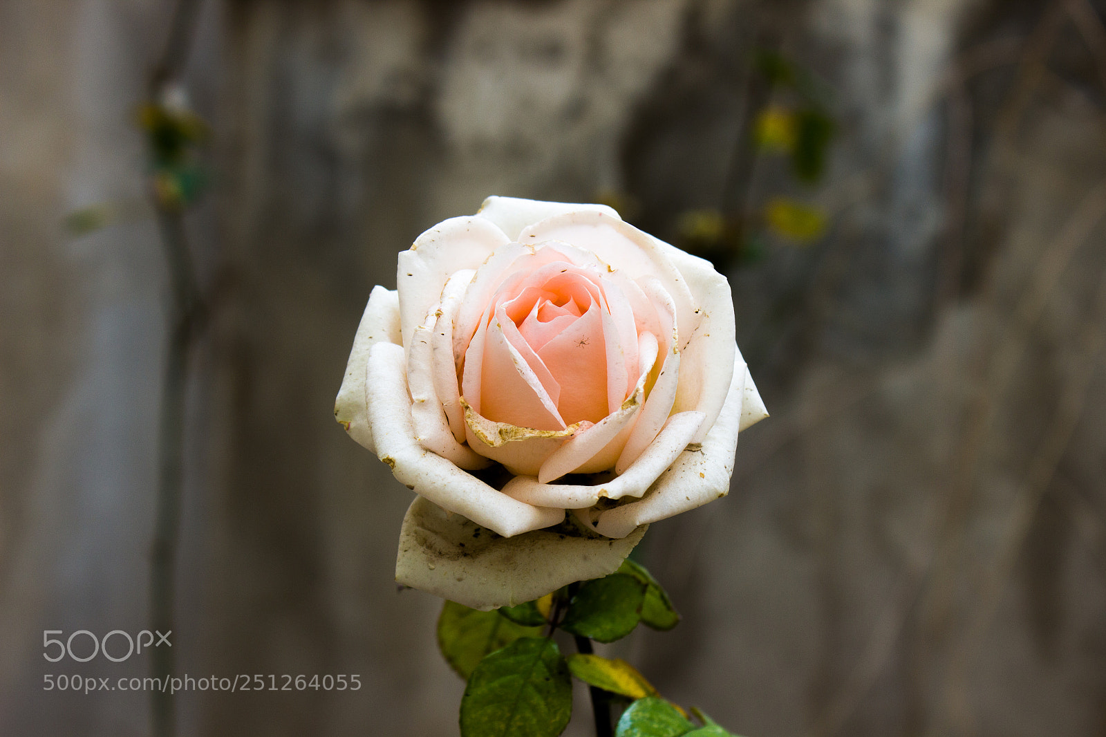 Canon EOS 600D (Rebel EOS T3i / EOS Kiss X5) sample photo. The rose photography