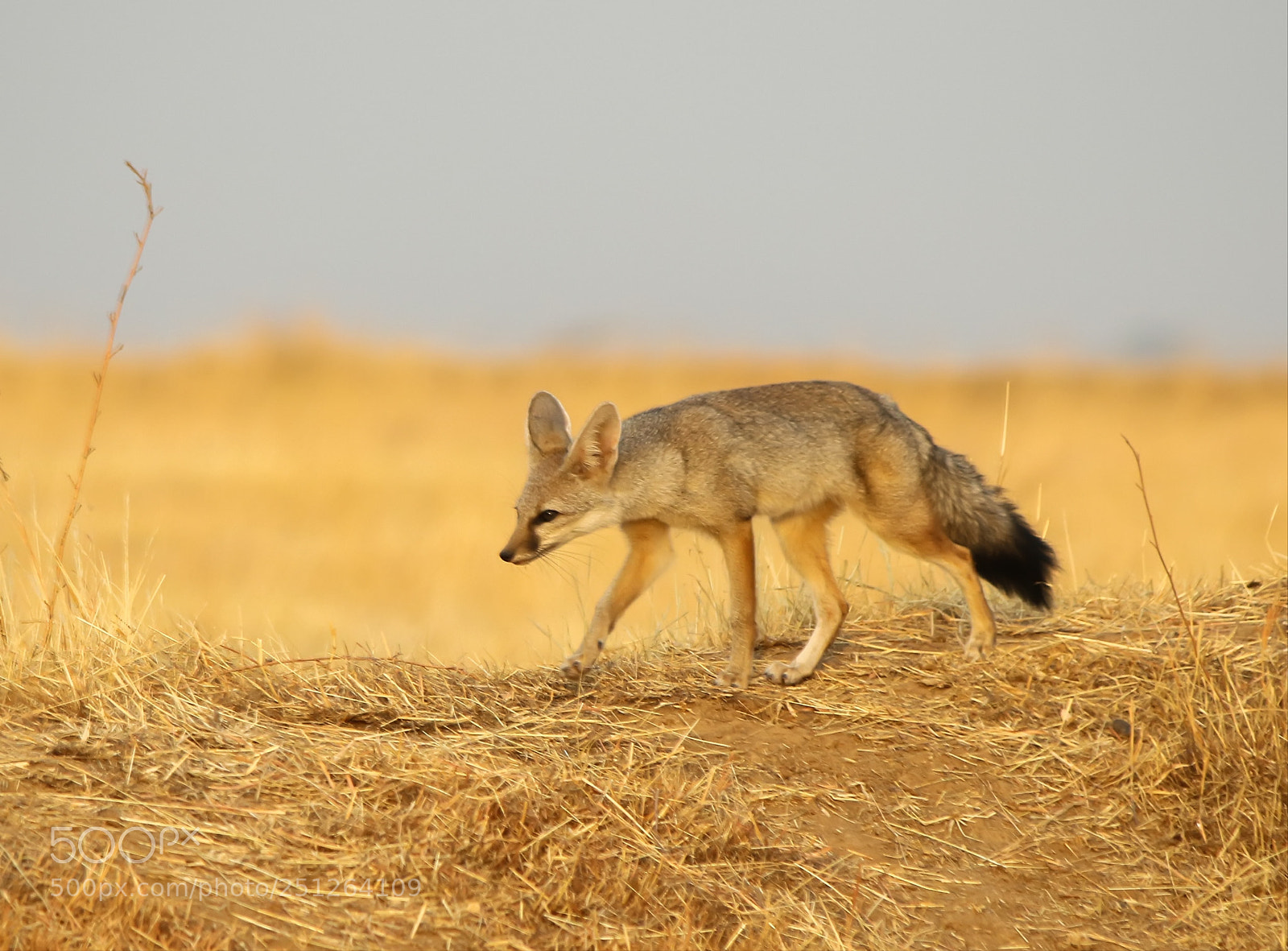 Canon EOS 7D Mark II sample photo. Indian fox photography