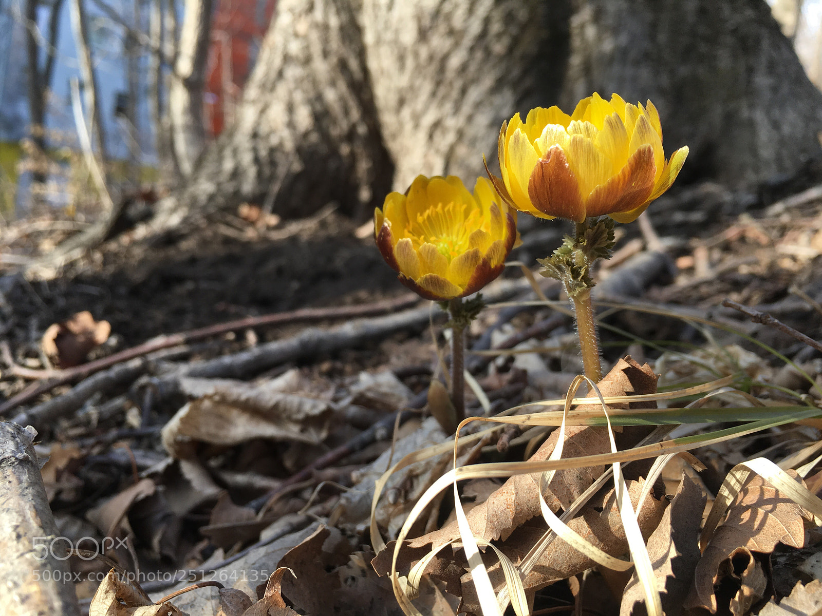 Apple iPhone 6s sample photo. Spring  photography