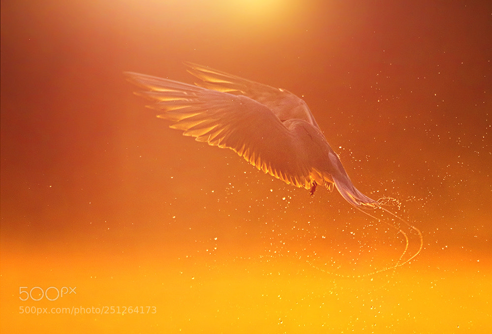 Nikon D500 sample photo. The river tern hunting photography