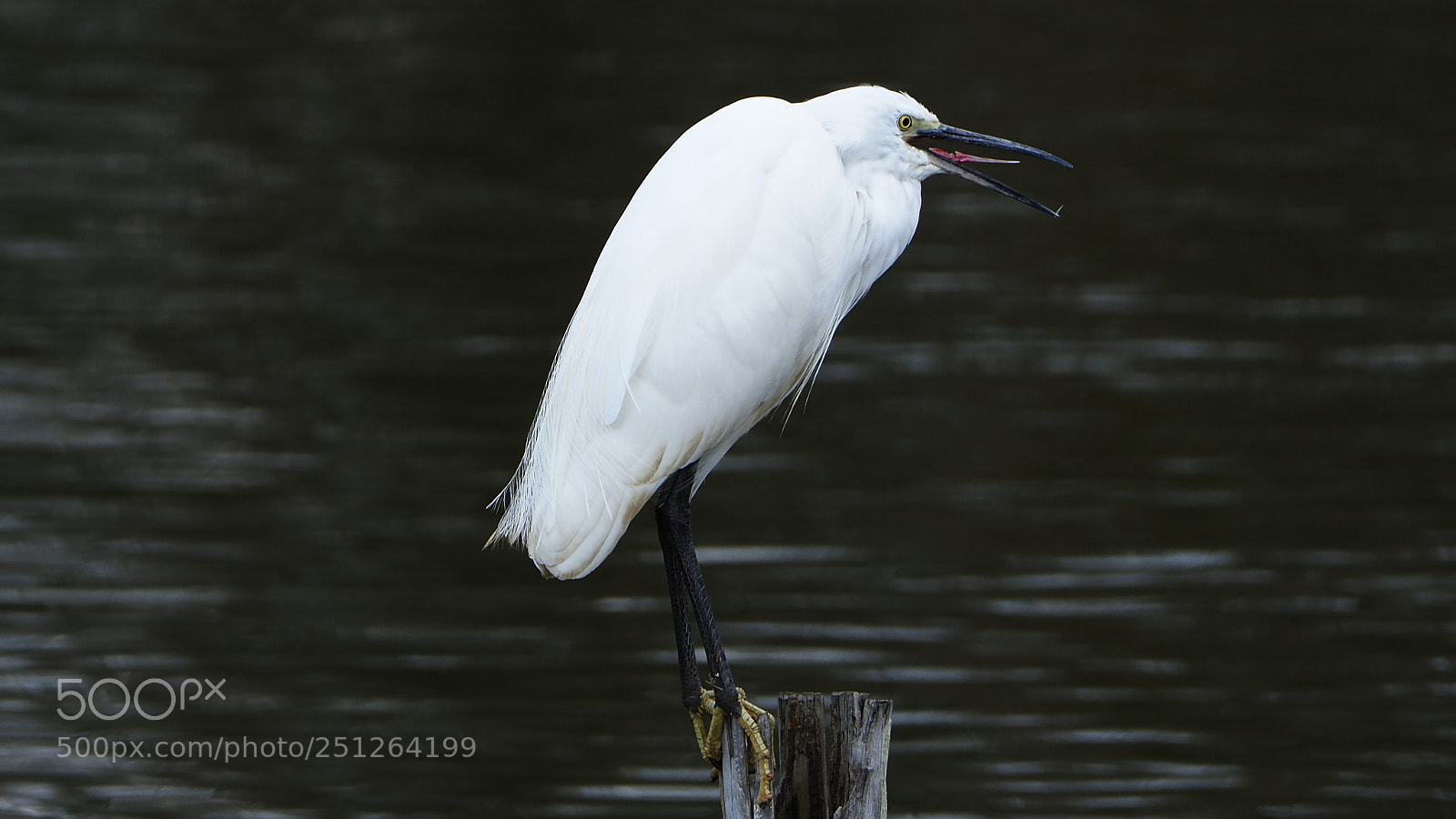 Olympus OM-D E-M1 Mark II sample photo. Little egret photography