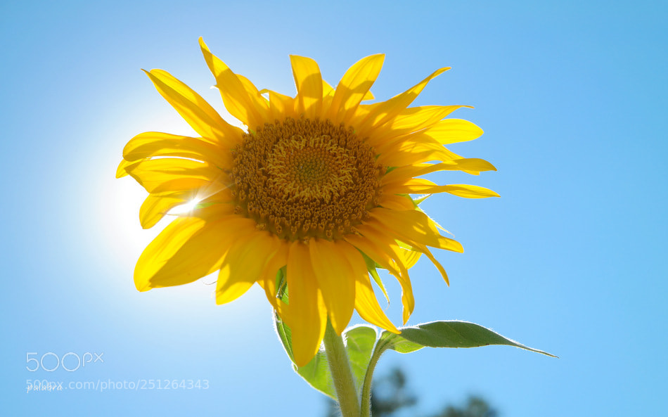 Samsung NX30 sample photo. ... photography