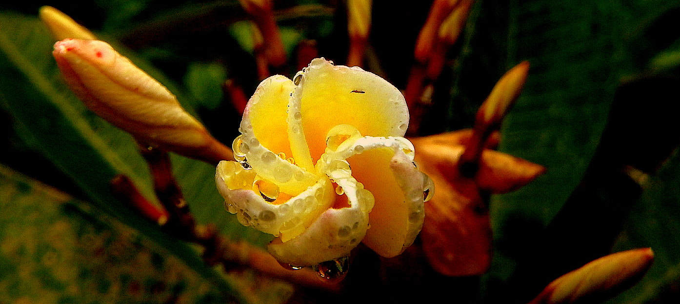 Fujifilm FinePix SL1000 sample photo. Jasmim ... photography