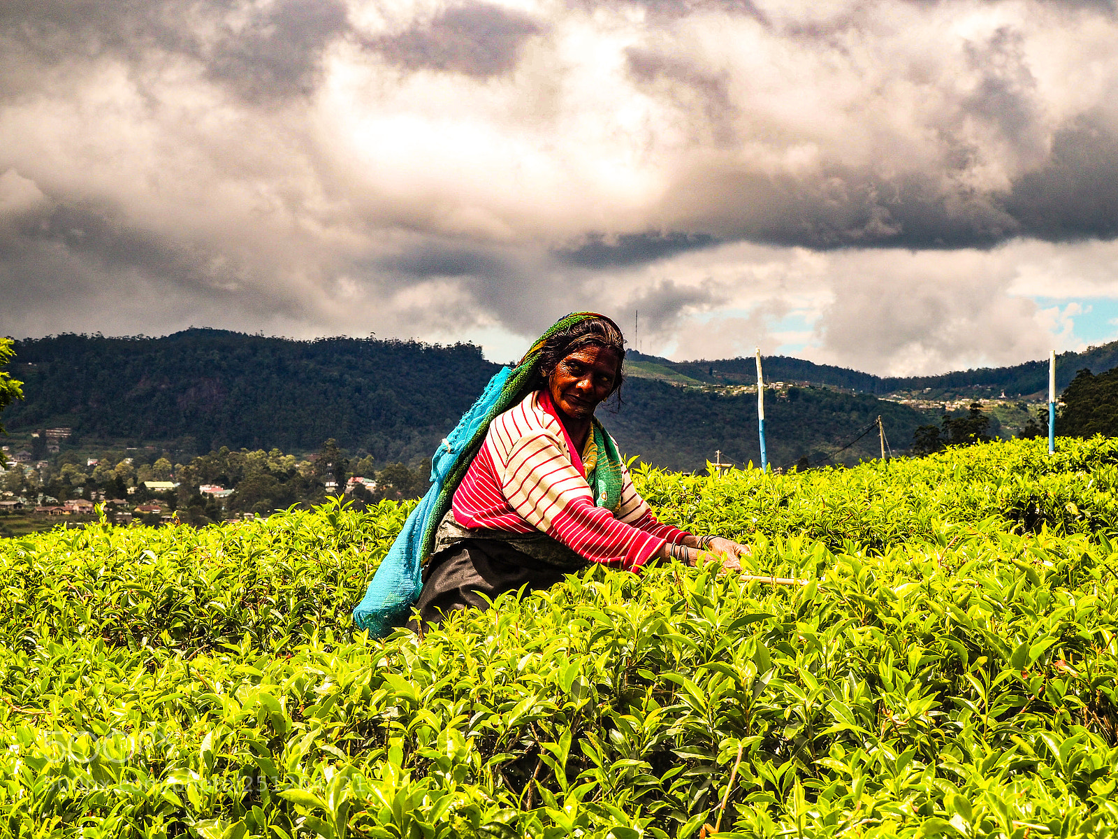Olympus OM-D E-M10 II sample photo. Sri lanka - tea photography