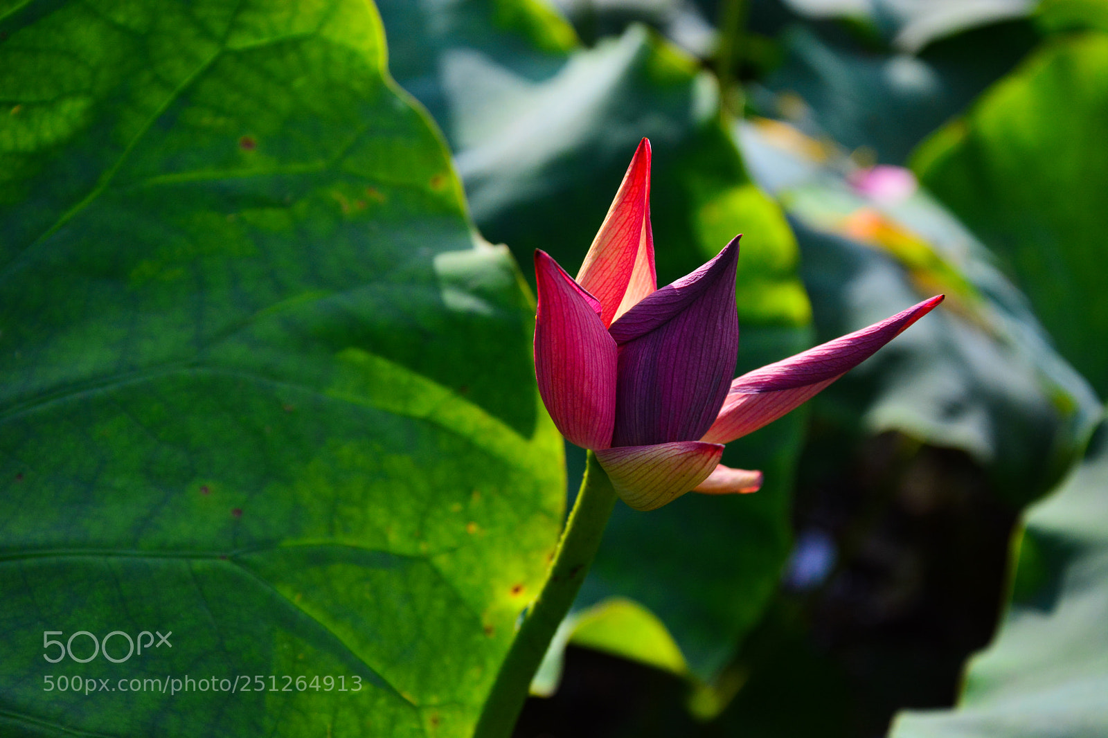 Nikon D7100 sample photo. Untitled photography