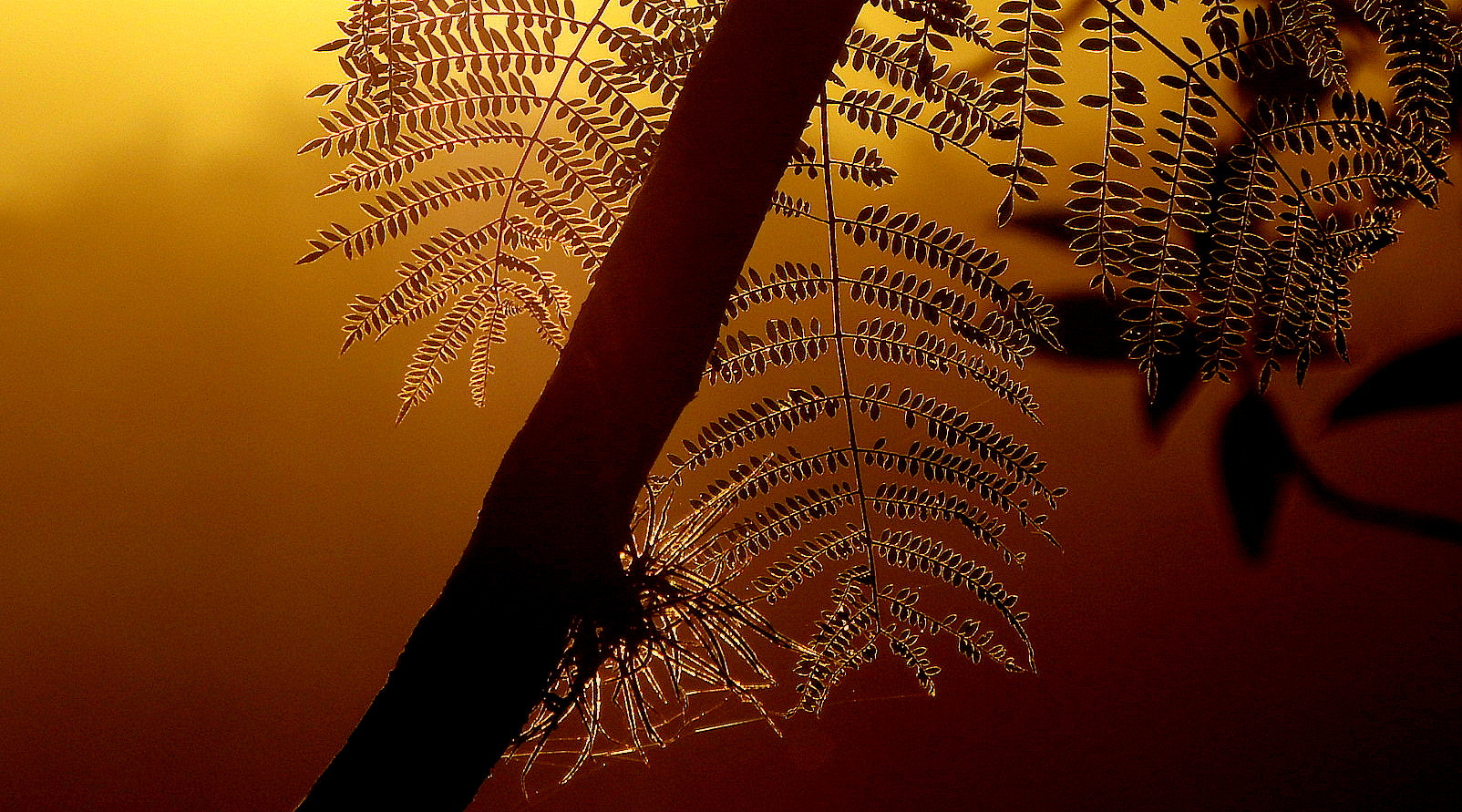 Fujifilm FinePix SL1000 sample photo. In the ligth of sunset ... photography