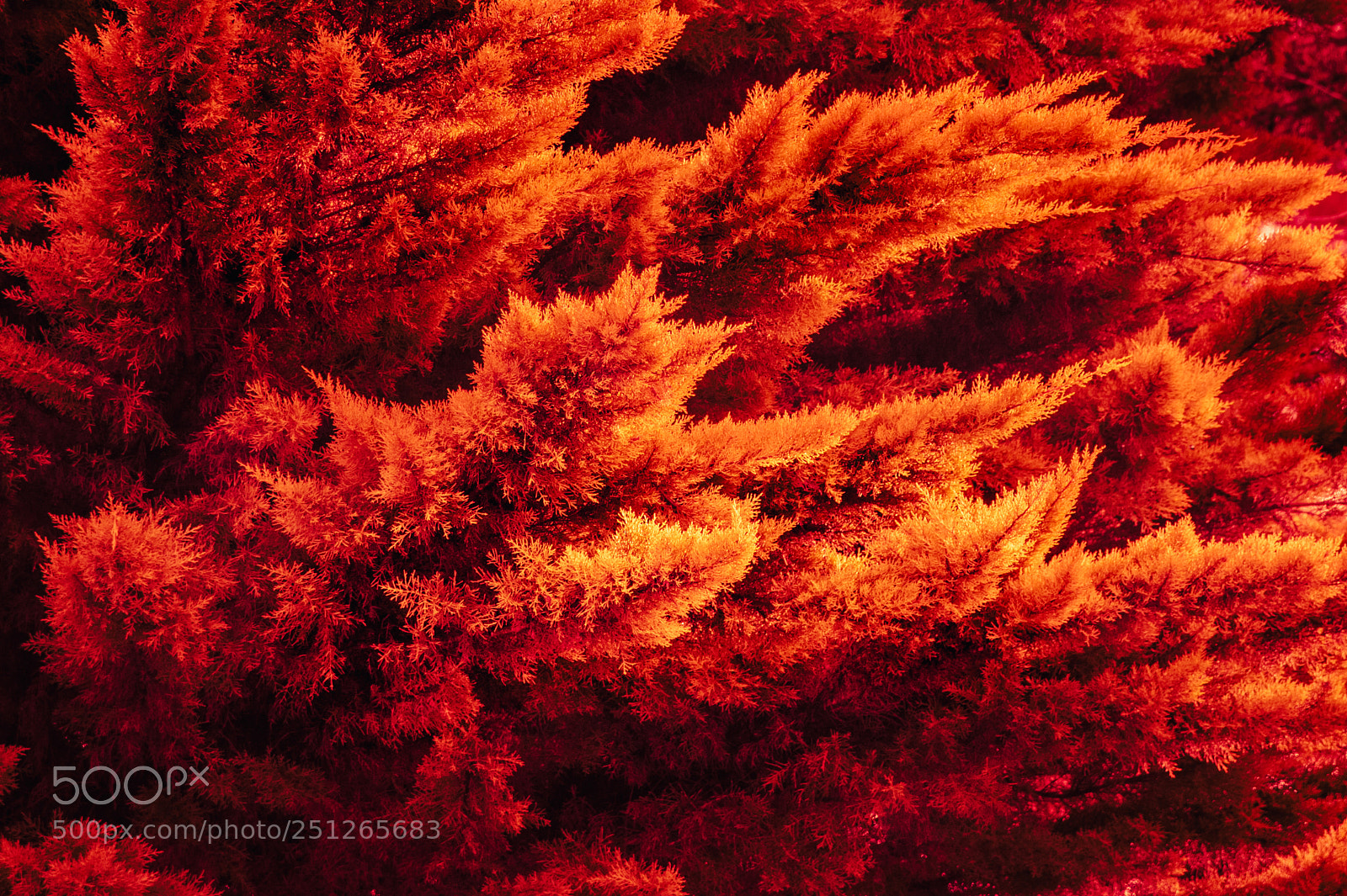 Nikon D810 sample photo. The flames photography