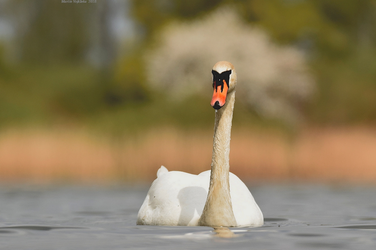 Nikon D5300 sample photo. Swan photography