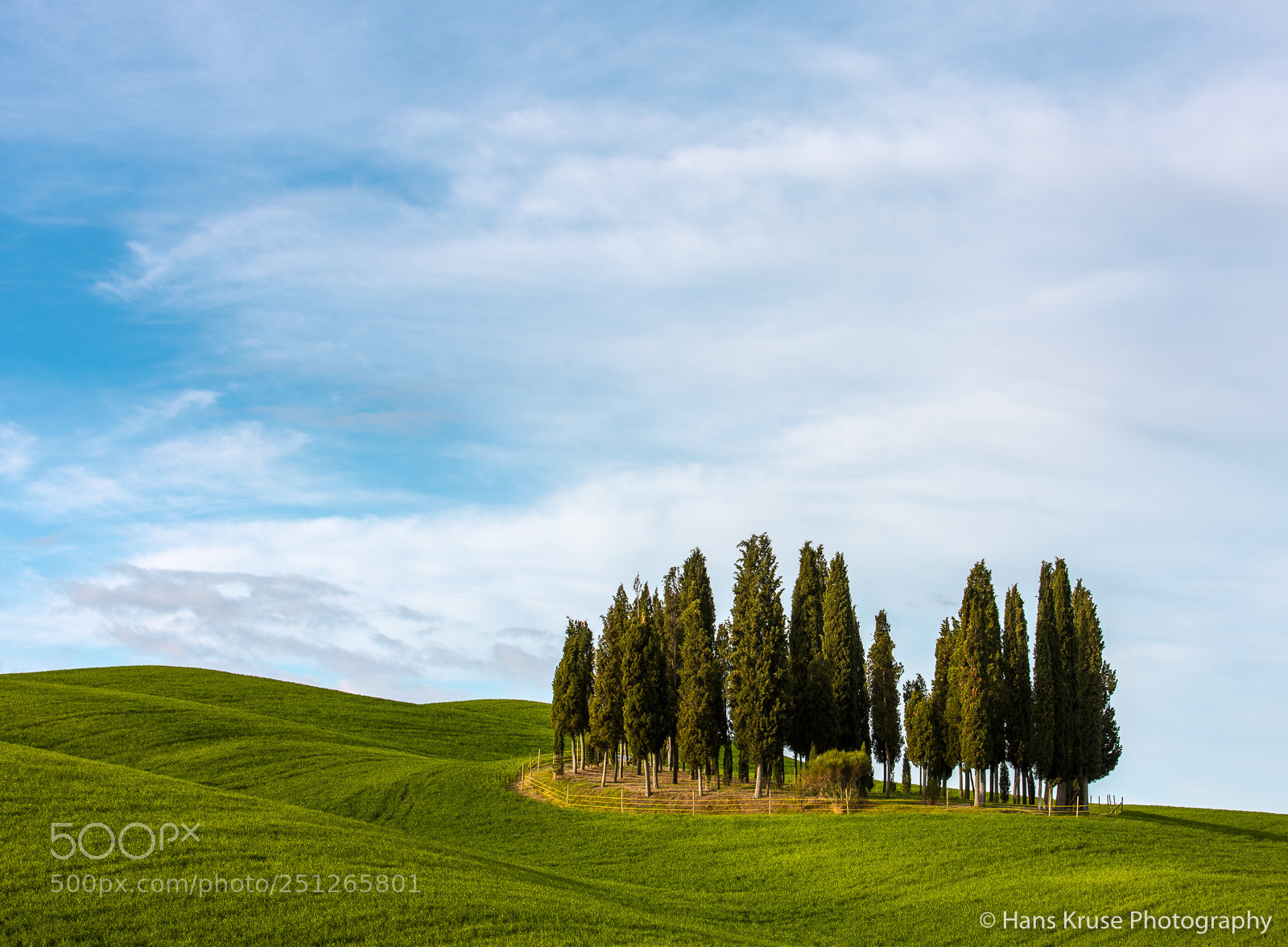 Canon EOS-1Ds Mark III sample photo. Cypress trees in the photography
