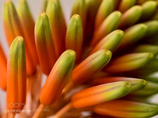 Nikon D5300 sample photo. To spring photography