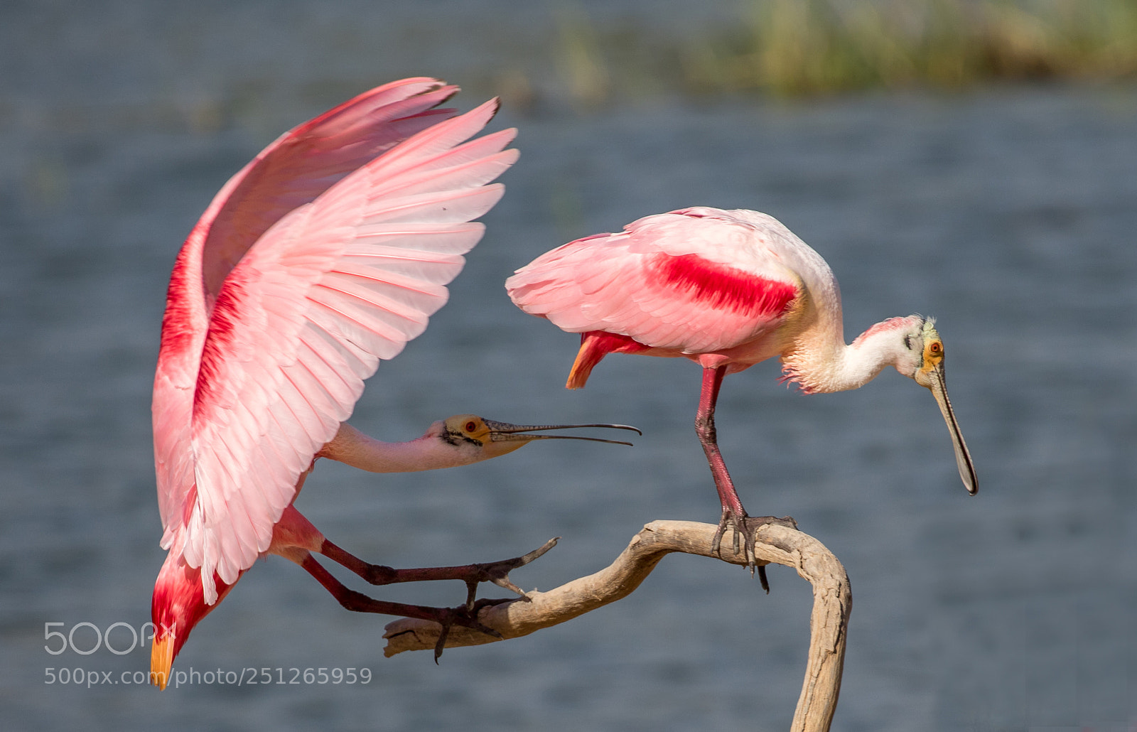 Canon EOS 7D Mark II sample photo. Roseate spoonbill photography