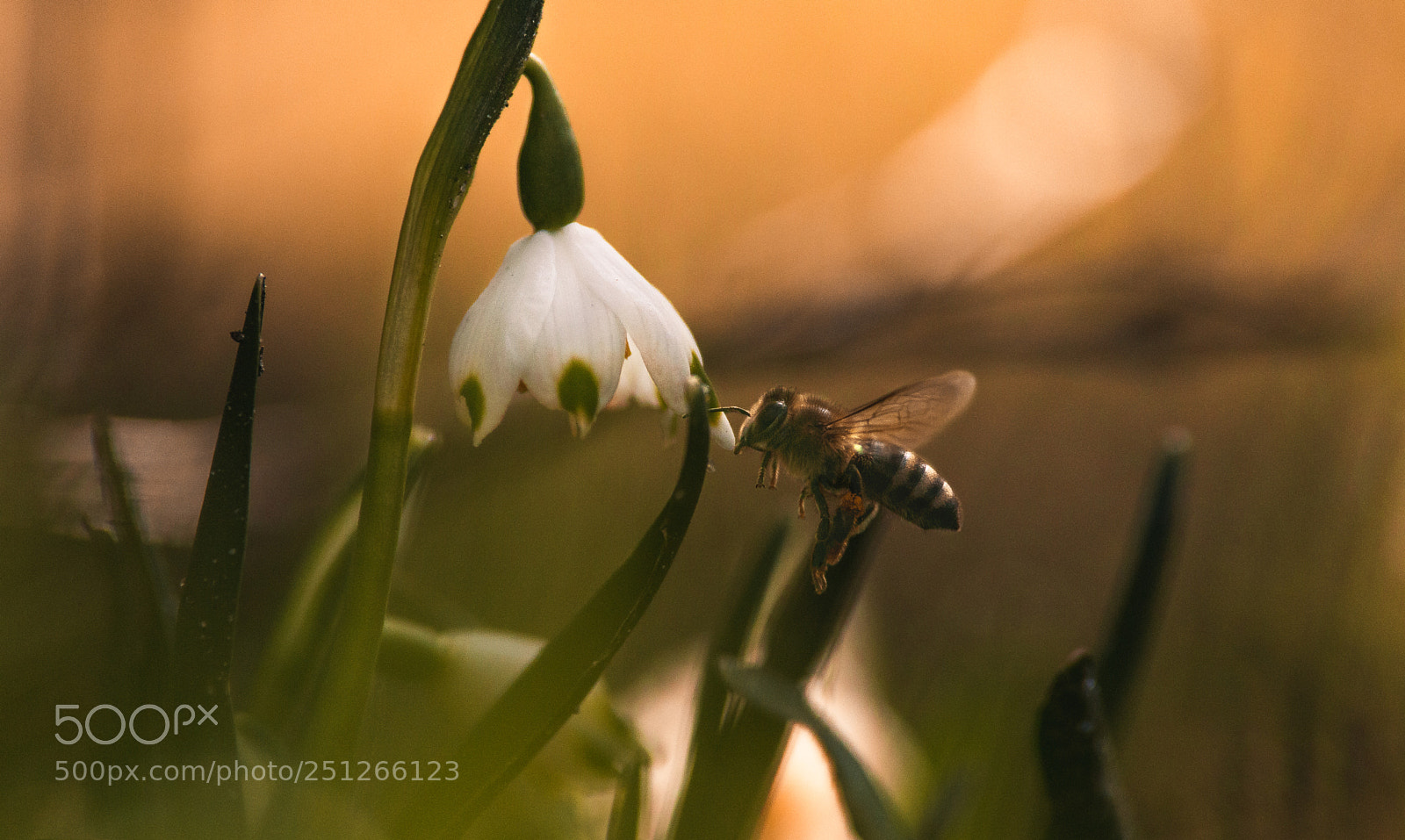 Canon EOS 70D sample photo. Spring photography