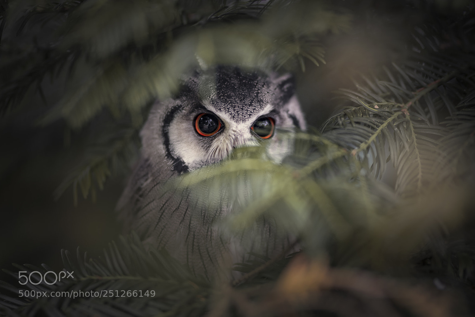 Nikon D850 sample photo. Osterwetter photography