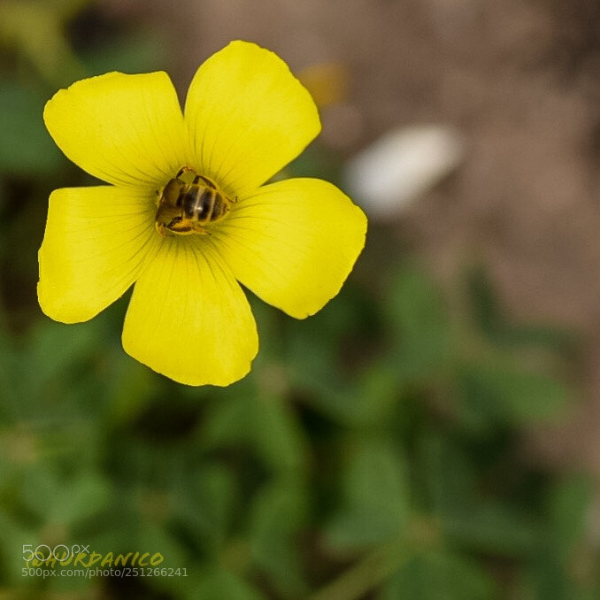 Nikon D5300 sample photo. All dive photography