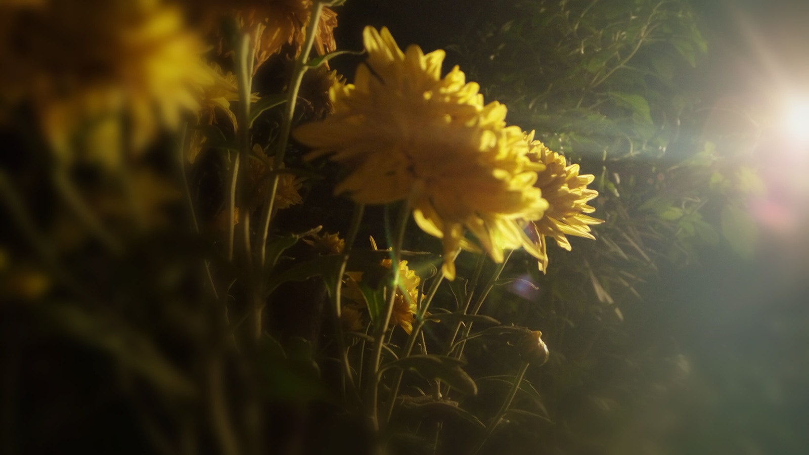Lenovo VIBE X3 LITE sample photo