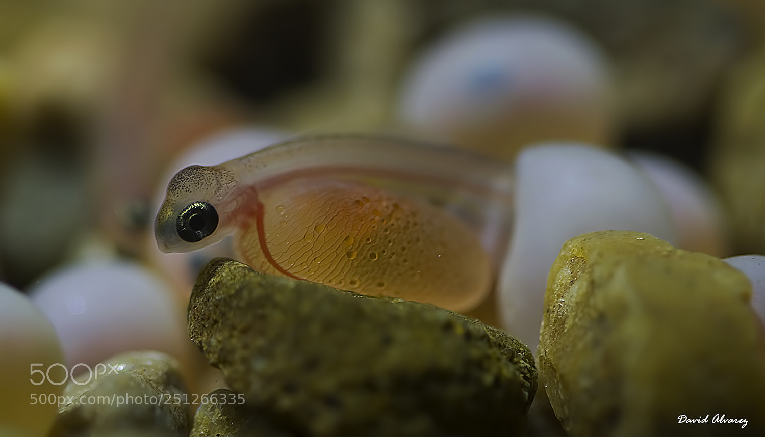 Canon EOS 50D sample photo. Salmon fry photography