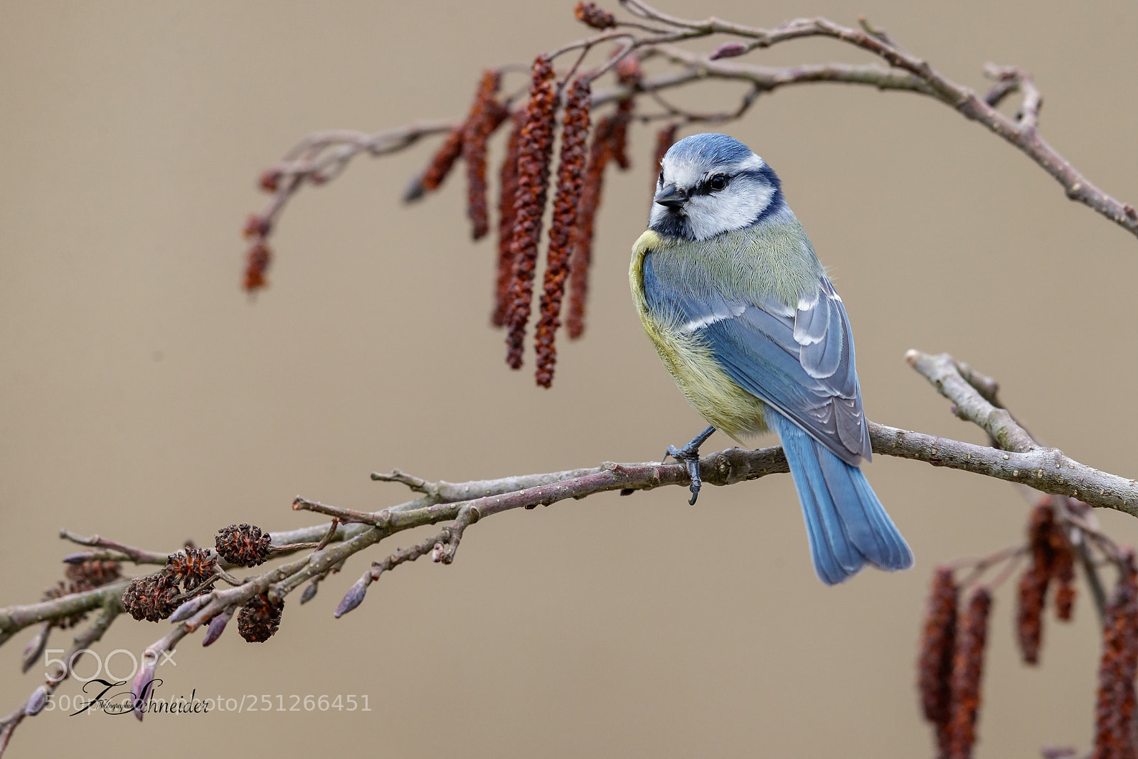 Canon EOS-1D X Mark II sample photo. Blue tit photography