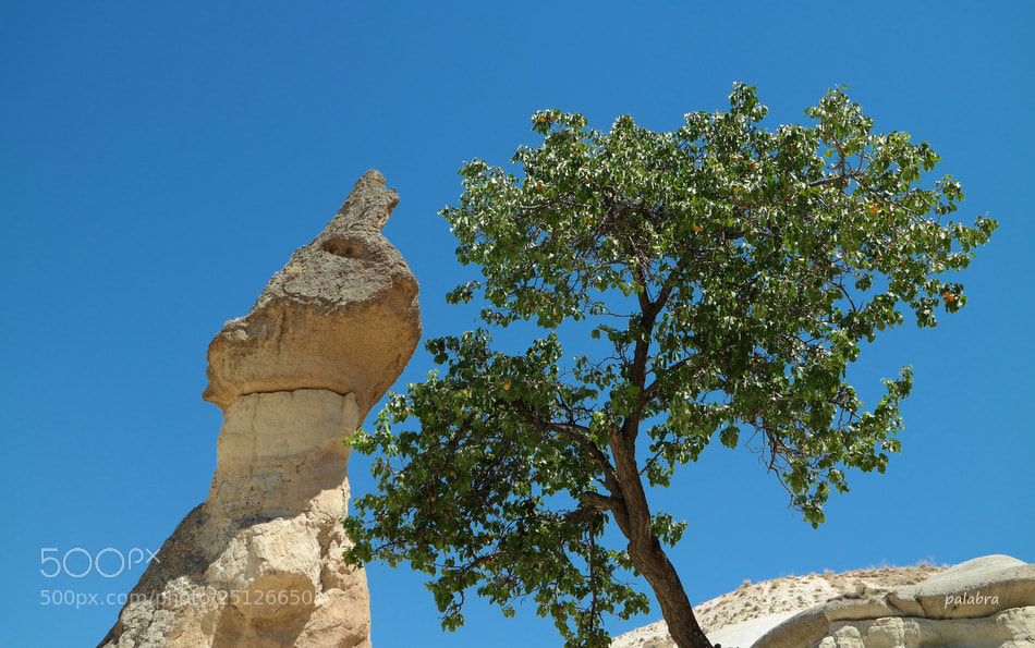 Samsung NX30 sample photo. ... photography