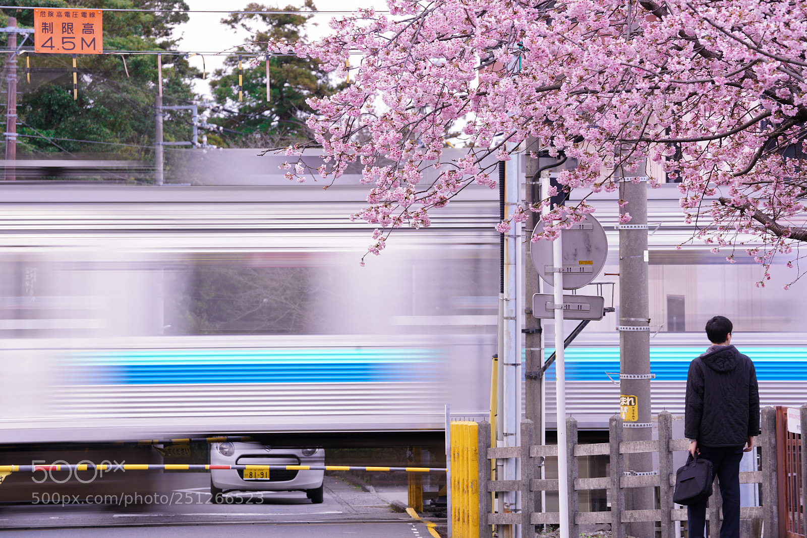 Sony a7R II sample photo. Cherry blossom season photography