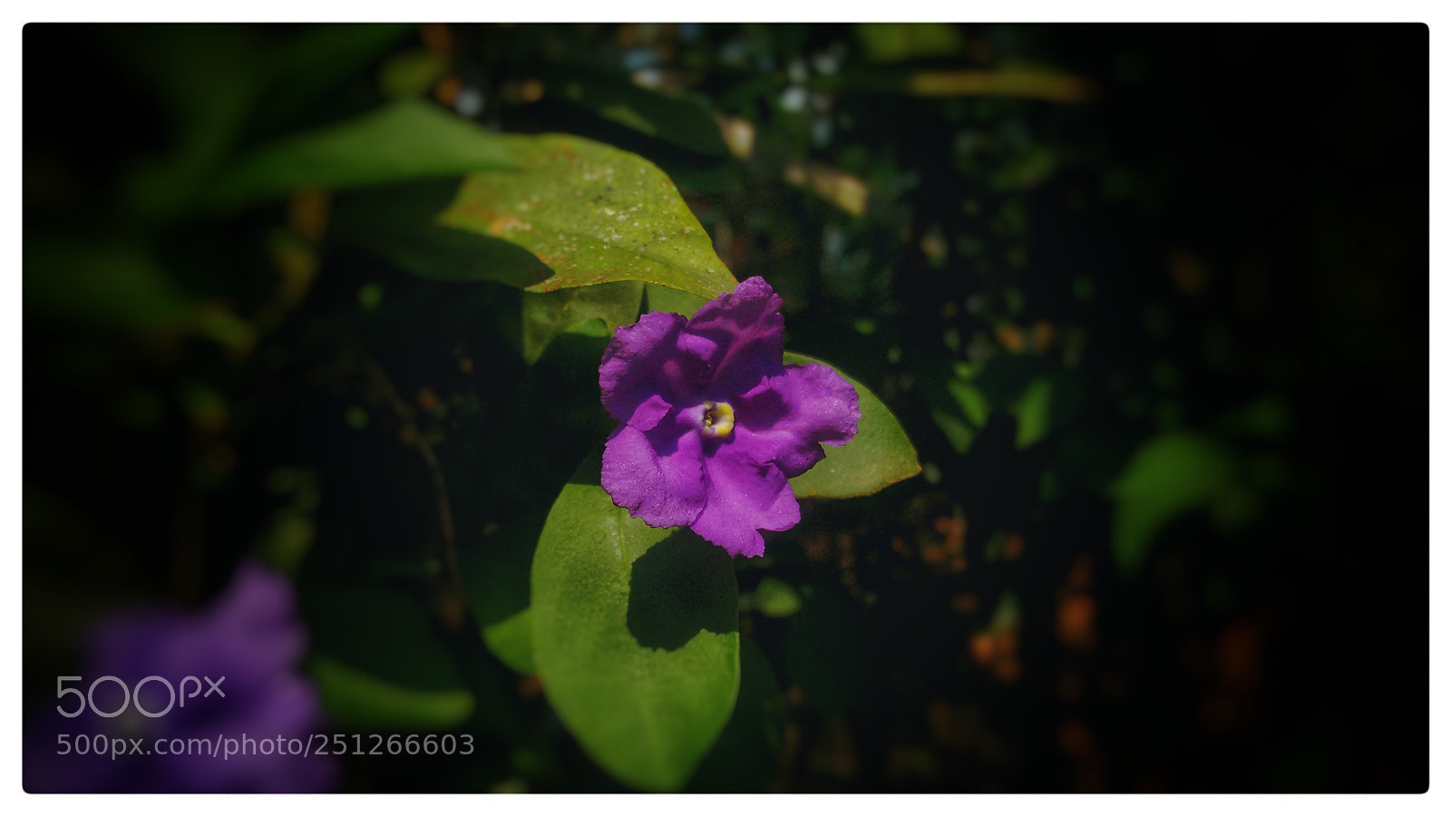 Motorola Moto G (2nd Gen) sample photo. Voilet flower photography