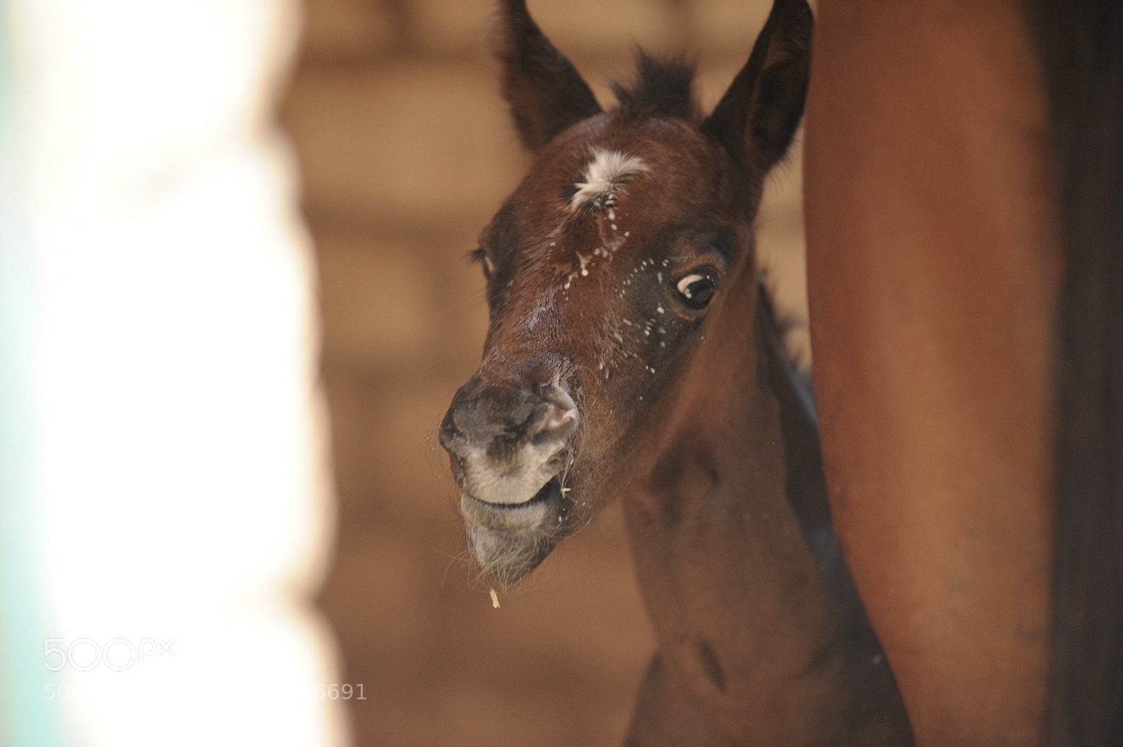 Nikon D700 sample photo. One day old photography