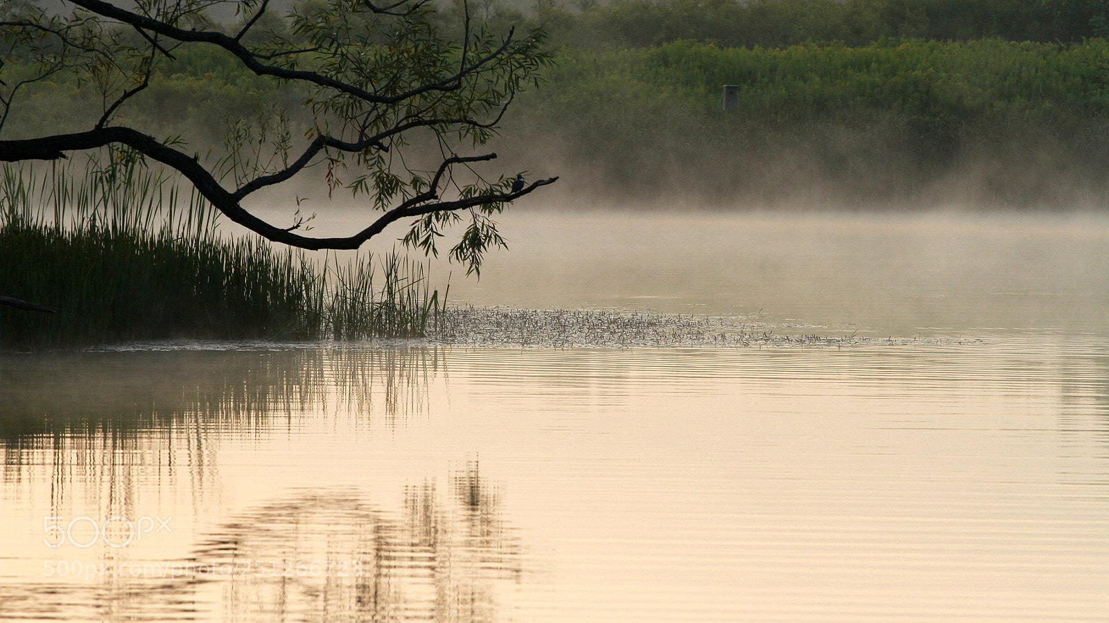 Canon EOS 7D sample photo. Morning fog at christie photography