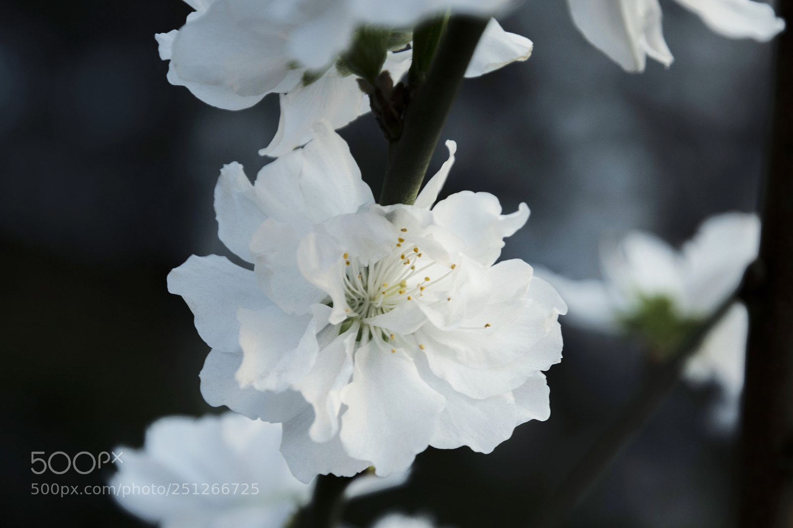 Nikon D7200 sample photo. 花之舞 photography