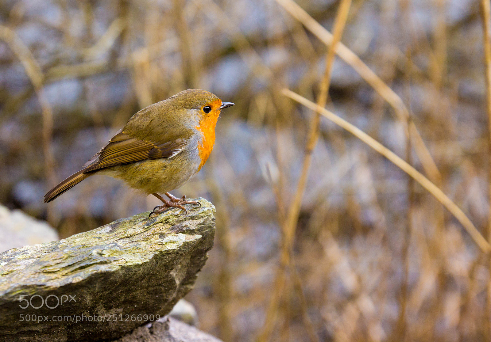 Canon EOS 60D sample photo. Robin in windermere photography