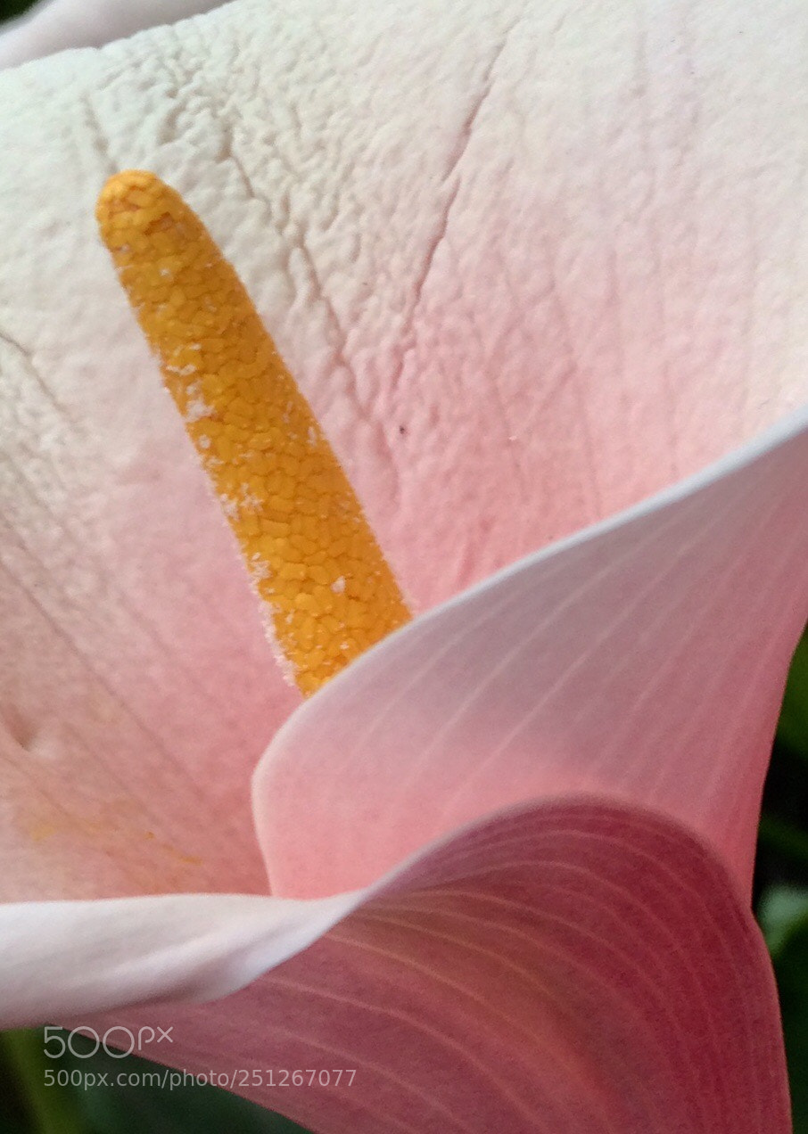Apple iPhone 5s sample photo. Flower... photography