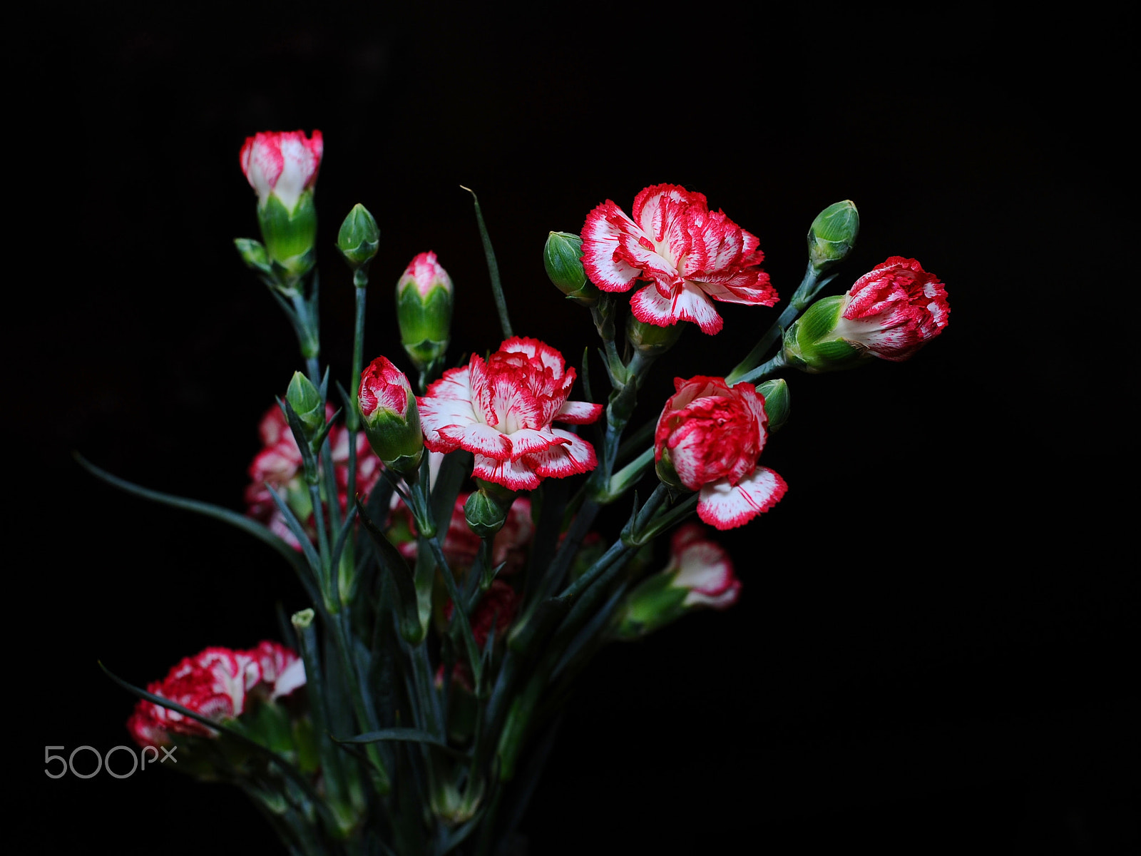 Nikon D700 + Nikon AF-S Nikkor 50mm F1.8G sample photo. Flowers photography