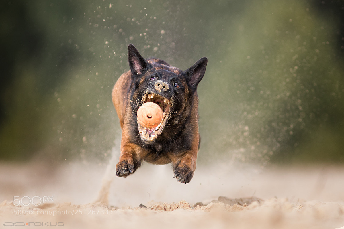 Canon EOS 7D Mark II sample photo. The ball photography